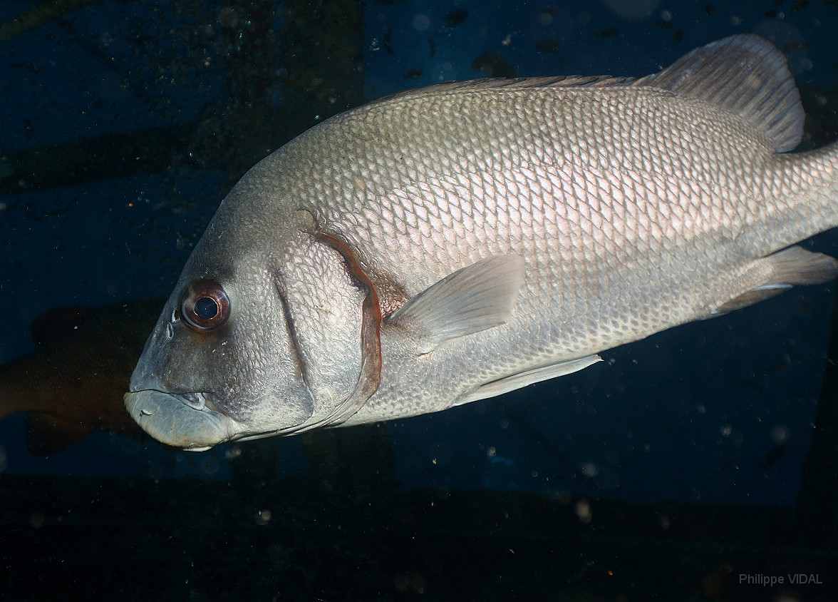 Thailand 2015 - Ko Tao - Gaterin ou diagramme Menestrel - Plectorhinchus schotaf _IMG_3665_rc.jpg